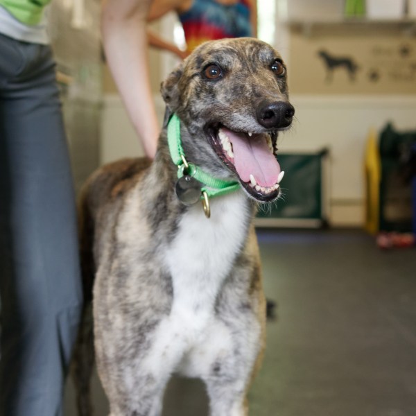 small greyhounds for adoption