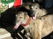 Cappy & Chase