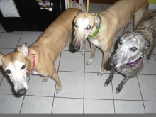 Sunny, Doc & Dixie
