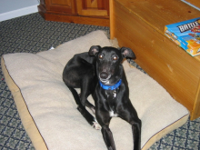 Elwood