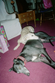 Pepper & Dixie