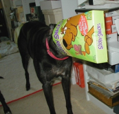 Pepper loved her Scooby treats