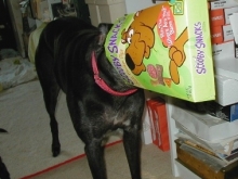 Pepper loved her Scooby treats