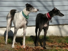 Buddy & Jewel