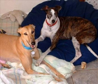Scrappie & Samatha