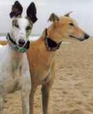 Seamus & Grace