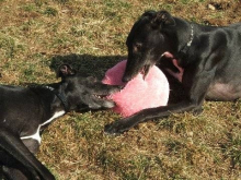 Shimmie & Sly