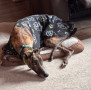 Kane-Bed