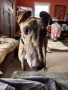 Kane-Ears-1