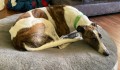 Munchkin-2