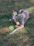 Silver-ball