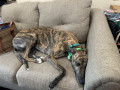 Sitchy-Couch