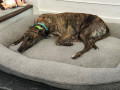 Sitchy-bed