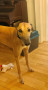 Stormy-foster-1