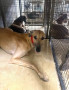 Stormy-kennel-1