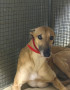 Stormy-kennel-2