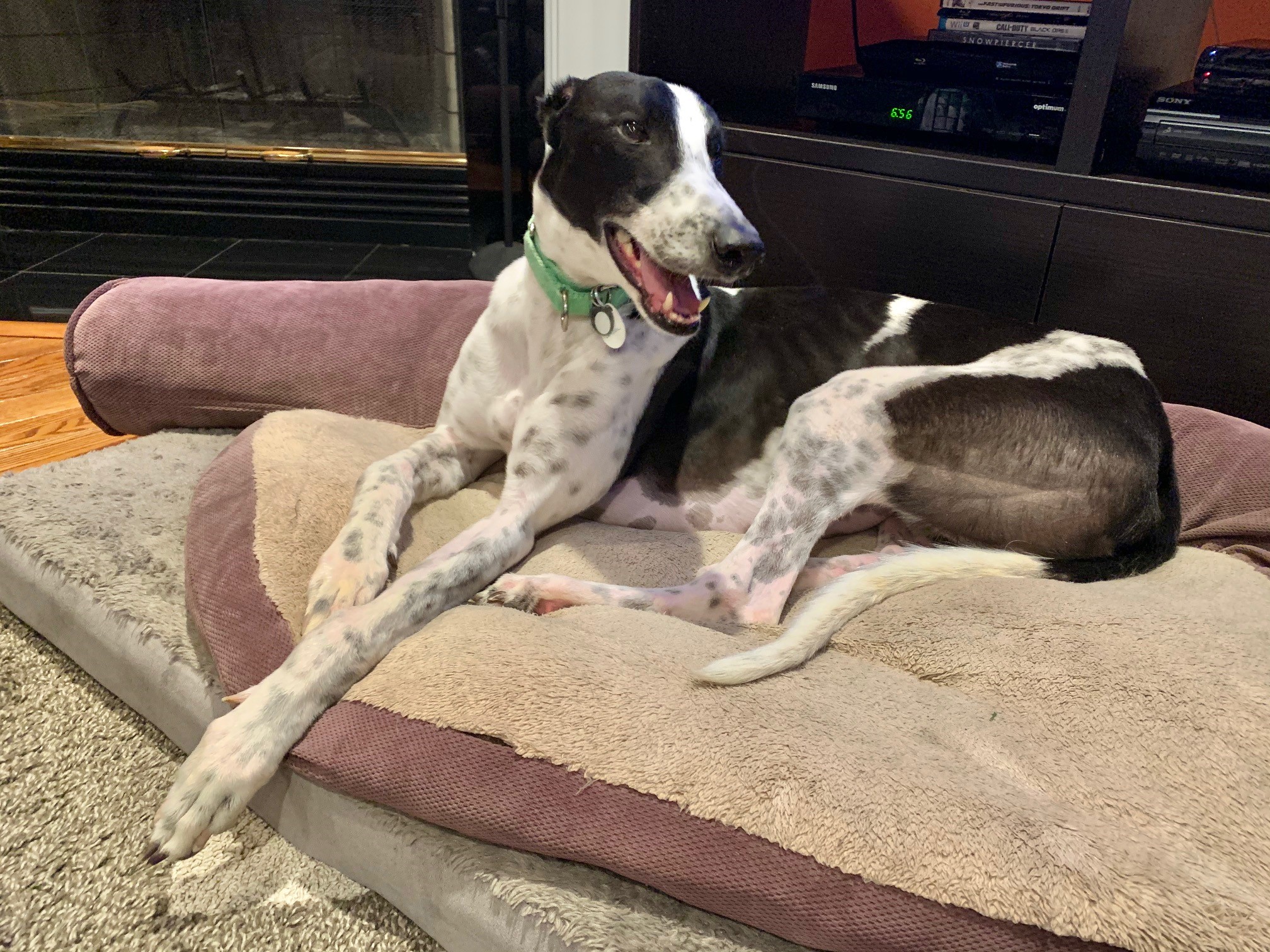 greyhounds available for rescue