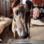 Kane Ears