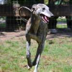 Rainbow-Galgo